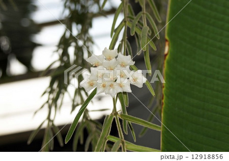 ホヤリネアリス 白い花の写真素材