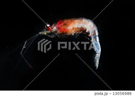 Krill オキアミ Crustaceans 動物プランクトンの写真素材