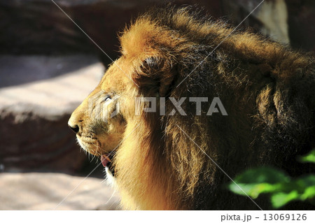 ライオン 猛獣 百獣の王 遠吠えの写真素材