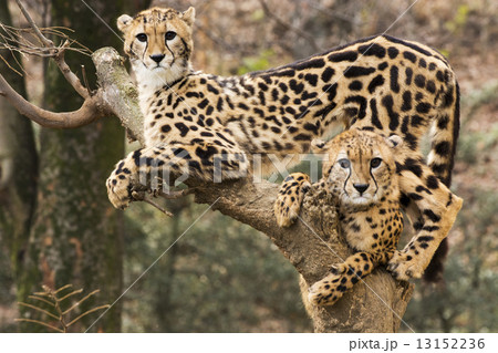 キングチーターの赤ちゃんの写真素材