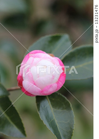 山茶花 つぼみ 朝倉 さざんかの写真素材