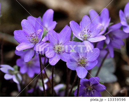 ミスミ草の写真素材