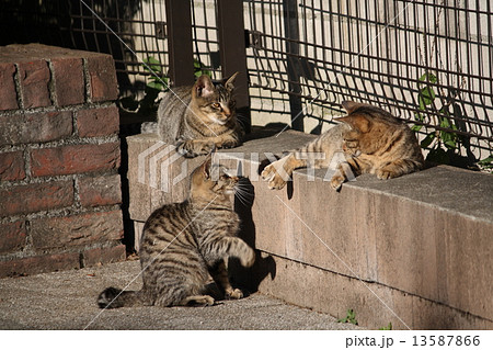 猫の集会 猫 ノラ猫 三毛猫の写真素材 - PIXTA