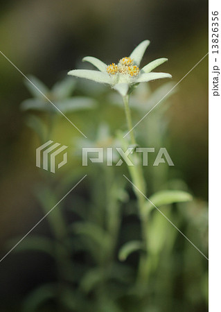 エーデルワイス 花の写真素材