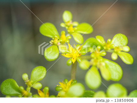 黄金丸葉万年草の写真素材