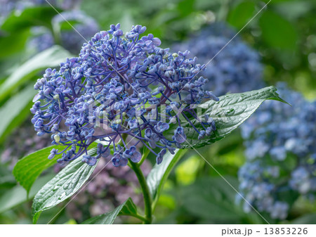 オタフクの写真素材