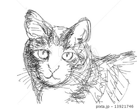 ねこ イラスト ペン画 動物 一匹 顔のイラスト素材