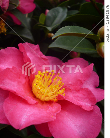 山茶花 ピンク色の花 色も香りもの写真素材
