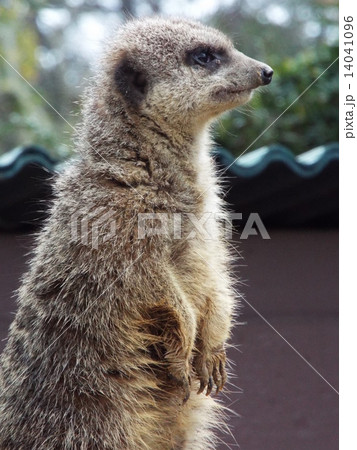 ミーアキャット 動物園 白浜アドベンチャーワールド 動物の写真素材