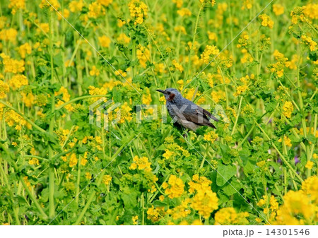 ツムギ 鳥の写真素材