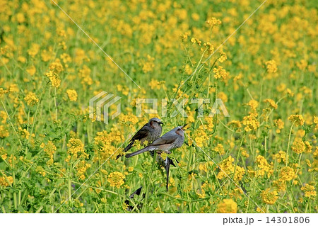 ツムギ 鳥の写真素材