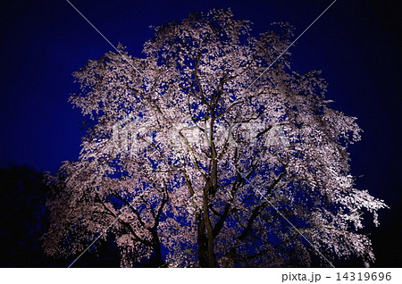 しだれ桜(六義園)水彩画 木製フレーム付き しだれ桜(六義園)水彩画 木製フレーム付き
