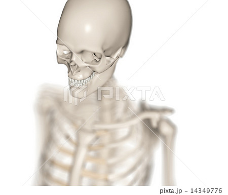 椎 骸骨 首 構造の写真素材