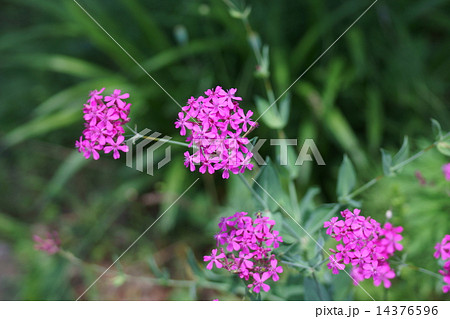 野草 ピンク色の花 夏 ムシトリナデシコの写真素材