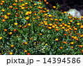 カレンジュラ 花言葉 慈愛 Calendulaの写真素材