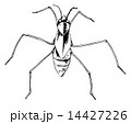 アメンボのイラスト素材