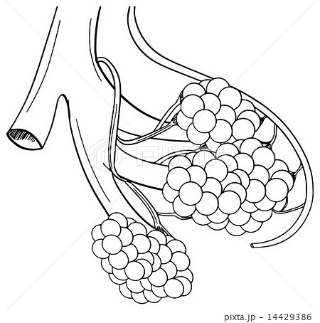 肺胞 嚢 組織 ティッシュのイラスト素材