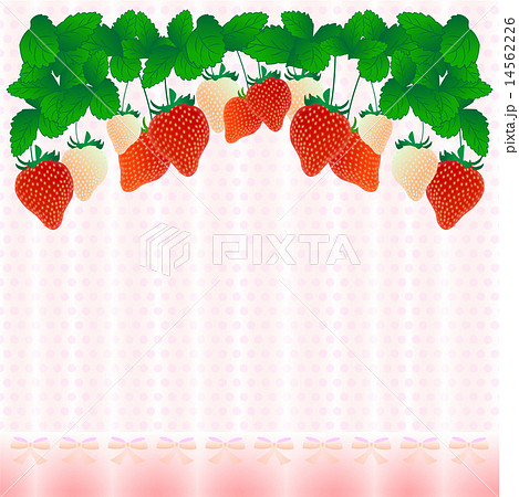 白いちご ピンク 葉っぱ 苺 背景の写真素材