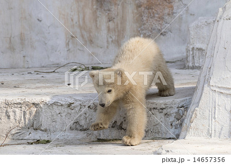 シロクマ 小熊 子グマ ホッキョクグマの写真素材 - PIXTA