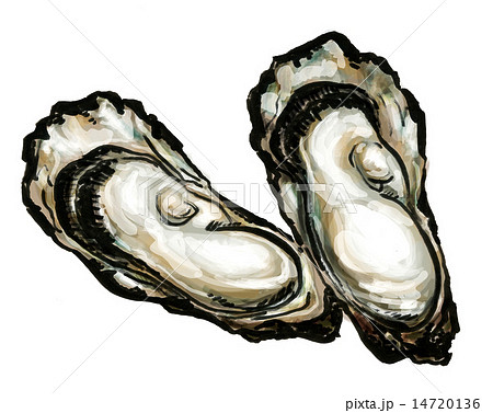 牡蠣のイラスト素材 14720136 Pixta