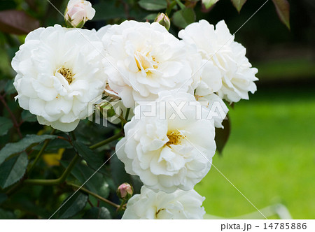 ハイブリット ムスク 花の写真素材