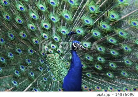 孔雀 多摩動物公園 オスの孔雀 美しい羽根の写真素材
