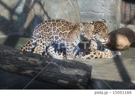 ジャガー 赤ちゃん ジャガー親子 ネコ科の写真素材