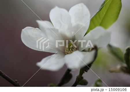 ひめこぶし 花の写真素材