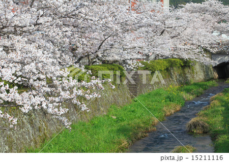 小川 桜 一の坂川 名所の写真素材