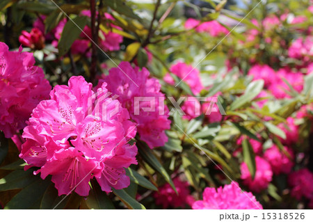 オオムラサキツツジ 花の写真素材