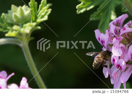 カトリソウ 花の写真素材