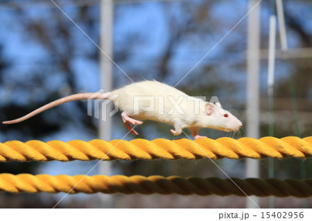 渡る 綱渡り 鼠 二十日鼠の写真素材