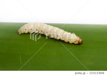 昆虫 芋虫 幼虫 怖いの写真素材