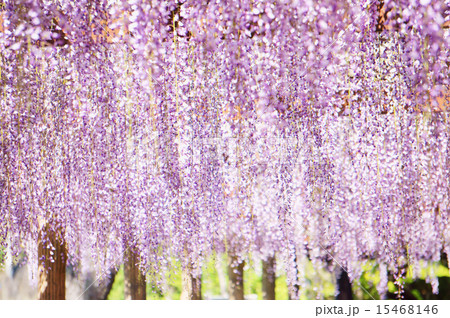 奥床しいの写真素材