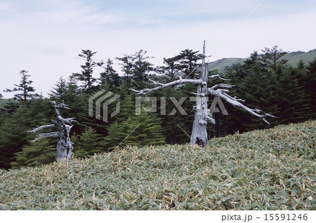 瓶ヶ森 白骨樹 白骨林 石鎚の写真素材