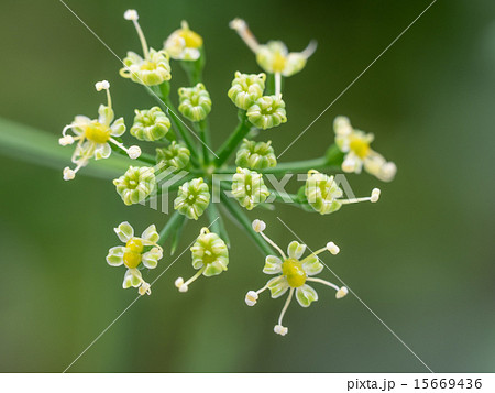 イタリアンパセリ 花の写真素材