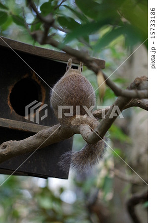 リス 動物 哺乳類 後ろ姿の写真素材