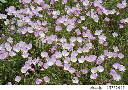 エノテラの花の写真素材