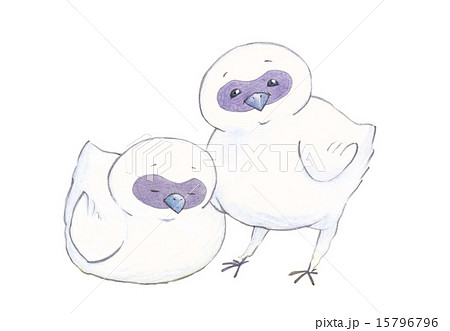 烏骨鶏のイラスト素材