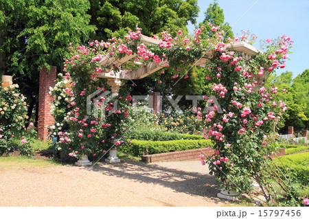 パレード バラ園 トンボ池公園 アーチの写真素材