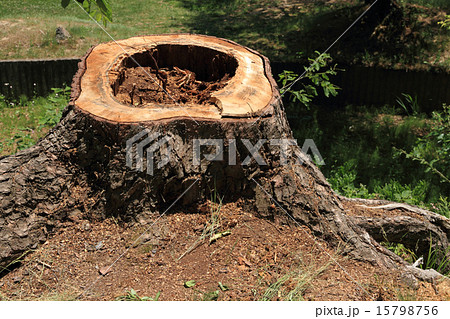 赤松 切り株 松 樹木の写真素材 - PIXTA