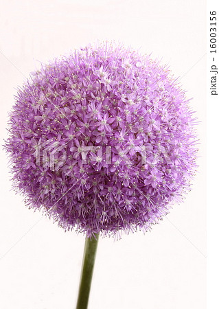 花ねぎ 丸い花 Pink ピンクの写真素材