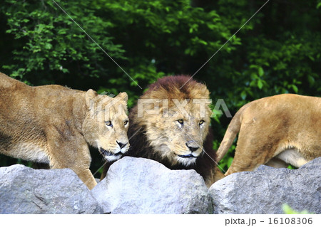 ライオン 猛獣 百獣の王 遠吠えの写真素材