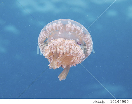 海の生き物 水母 軟体動物 タコクラゲの写真素材