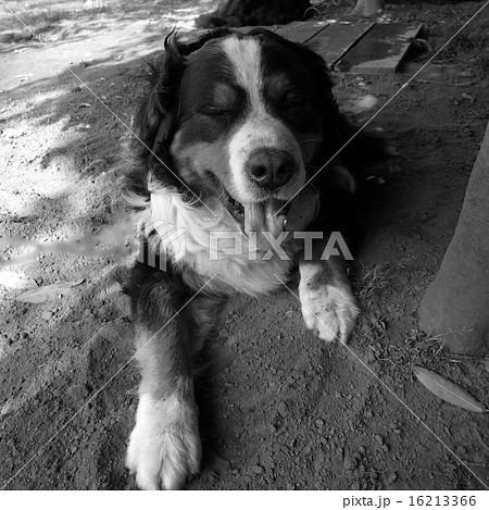 うつ伏せの犬の写真素材