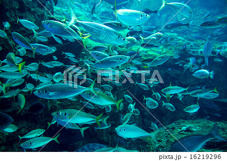 イワシ 群れ 美しい 魚群の写真素材