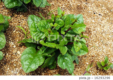 つる性植物 大阪府 夏野菜 植物園の写真素材