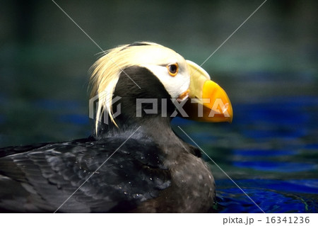 花魁鳥の写真素材