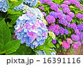 珍しい幻想的な赤白青の三色あじさいの写真素材