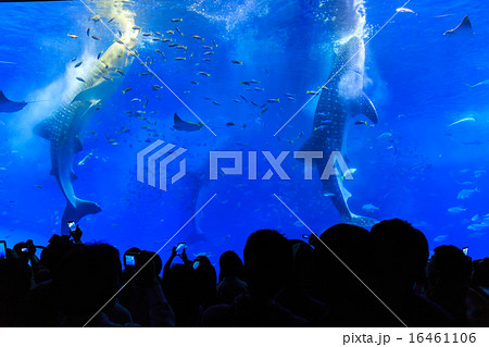 ジンベイザメの食事の写真素材